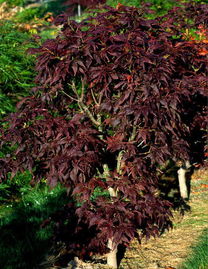 Acer palmatum Ruby Ridge Japanese Maple Tree - Thumbnail 4