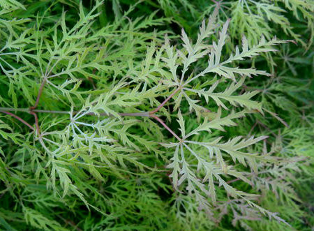 Acer palmatum dissectum 'Lemon Lime Lace' Japanese Maple - Kigi