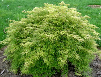 Acer palmatum dissectum 'Lemon Lime Lace' Japanese Maple - Kigi