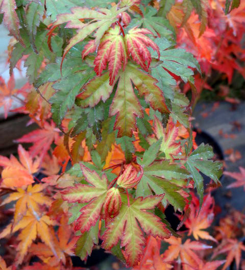 Acer palmatum 'Tsukasa Silhouette' Japanese Maple Tree - Kigi Nursery