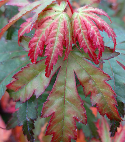Acer palmatum 'Tsukasa Silhouette' Japanese Maple Tree - Kigi Nursery