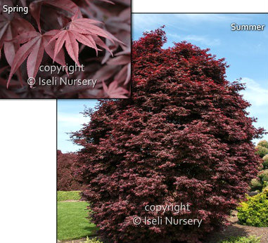 その他 red tree 1 gal. Twombly's Red Sentinel Deciduous Columnar Japanese Maple