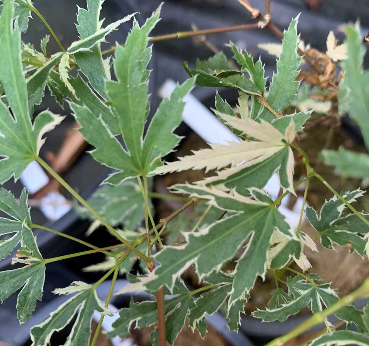 Acer palmatum 'Hana fubuki' Dwarf Japanese Maple - Kigi Nursery