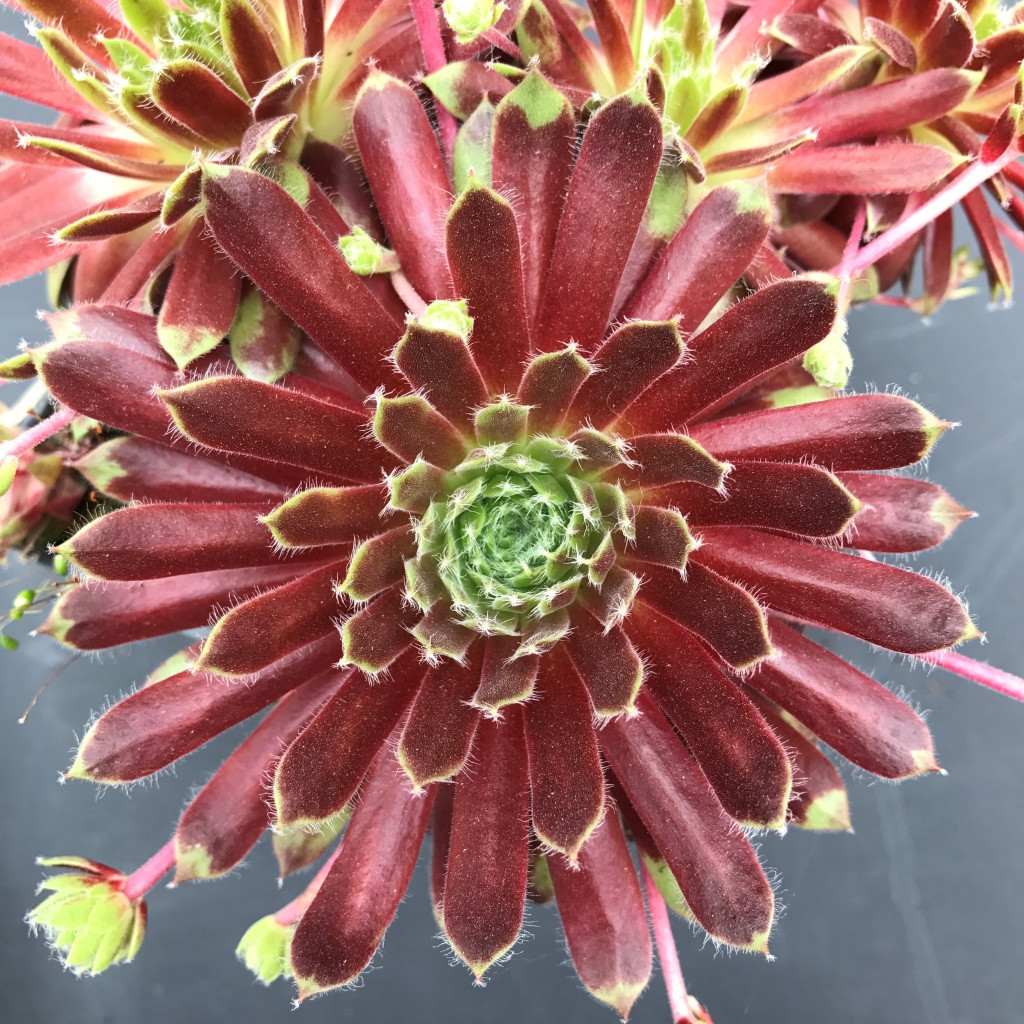 Kigi Nursery Sempervivum Pacific Trails Hens and Chicks