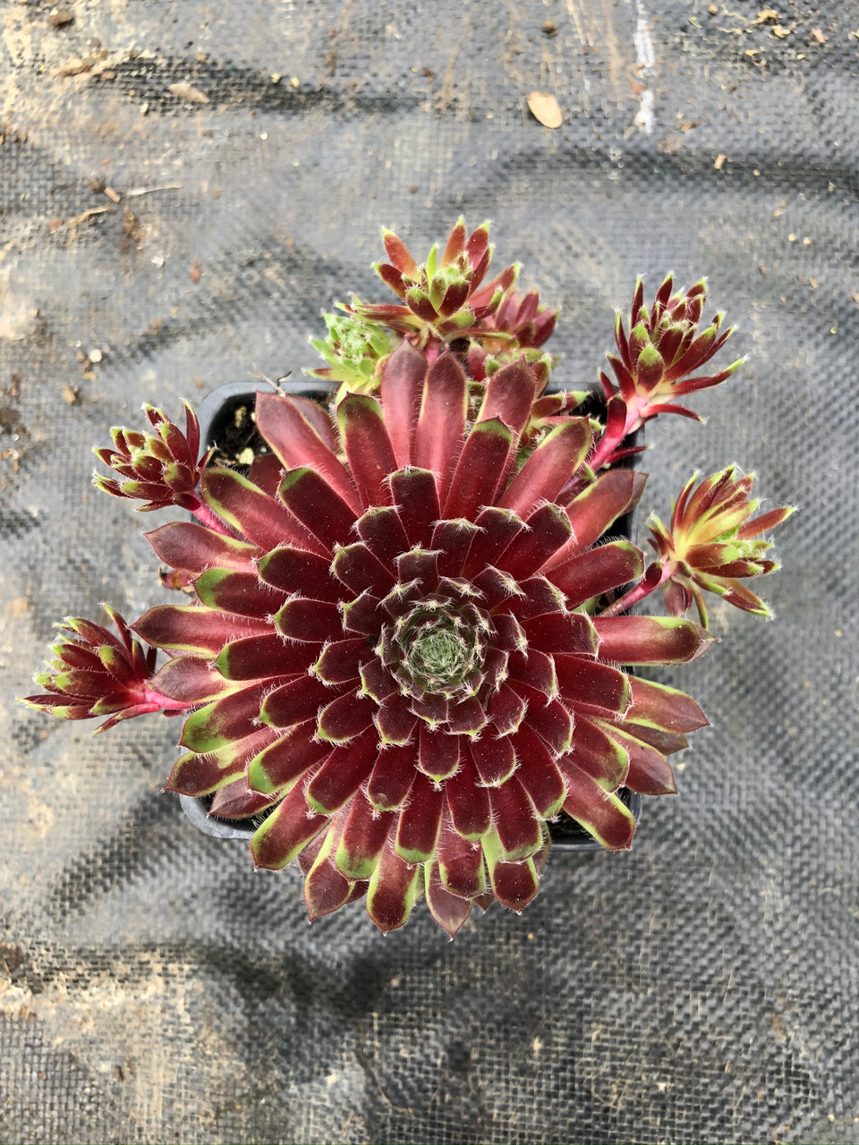 Kigi Nursery Sempervivum Pacific Trails Hens and Chicks - Thumbnail 2