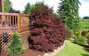 ぷぷ　603030アカシア Acer palmatum 'Pixie' Japanese Maple Tree - Kigi Nursery