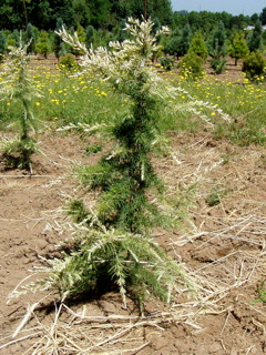 Cedrus deodara 'Albospica' White Tip Himalayan Cedar - Kigi Nursery