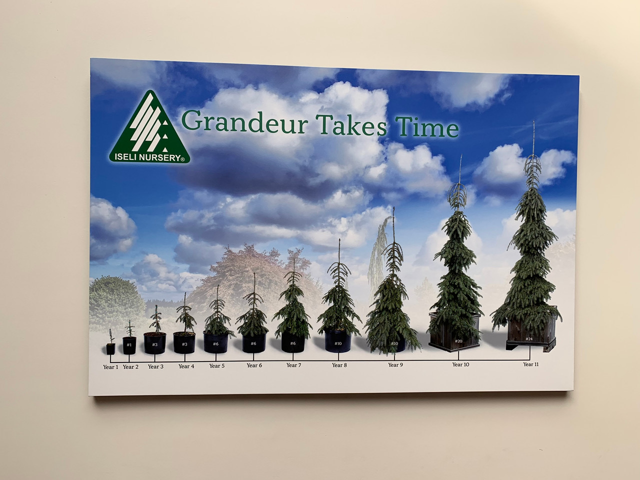 Kigi Nursery Picea glauca 'Pendula' Weeping White Spruce