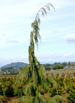 Chamaecyparis nootkatensis 'Pendula' Weeping Alaska Cedar - Kigi