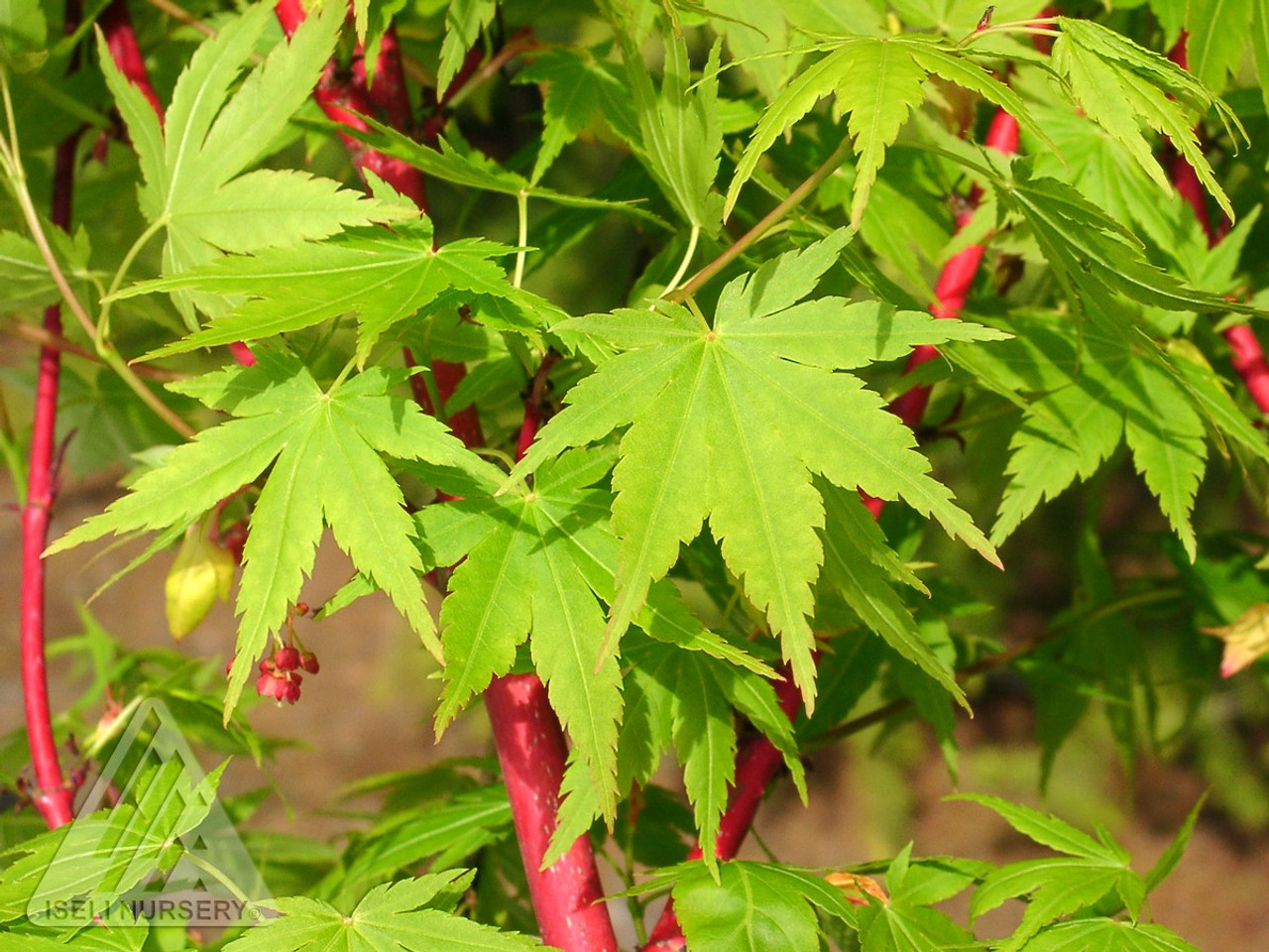 coral bark japanese maple