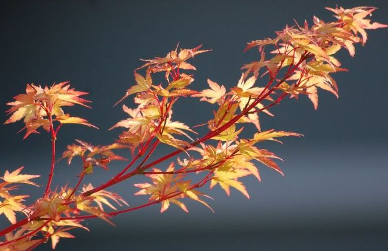 Coral Bark Japanese Maple Trees Buy At Kigi Nursery