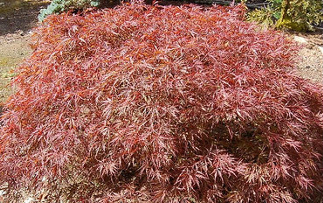 Acer Palmatum Dissectum Red Dragon Weeping Japanese Maple Tree Kigi Nursery