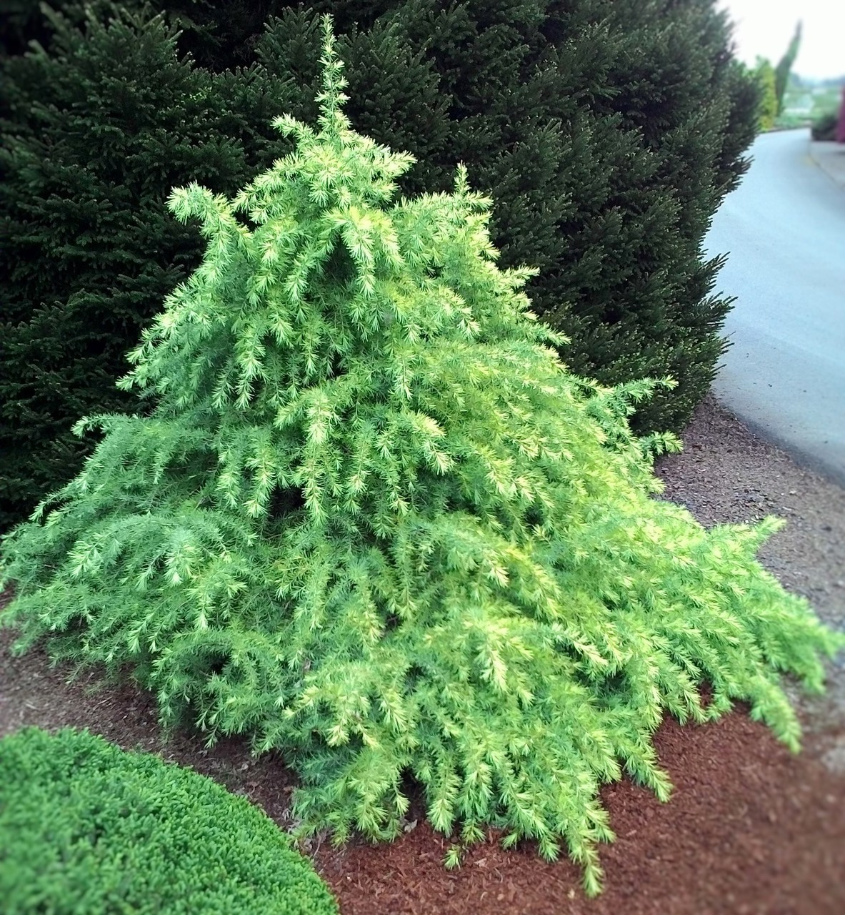 Cedrus deodara 'Snow Sprite' White Tipped Himalayan Cedar - Kigi