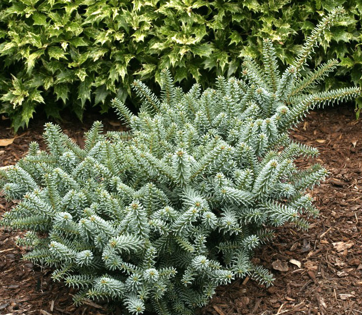 Abies pinsapo 'Horstmann Nana' Dwarf Spanish Fir - Kigi Nursery