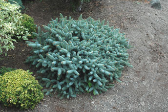 Abies pinsapo 'Horstmann Nana' Dwarf Spanish Fir - Kigi Nursery