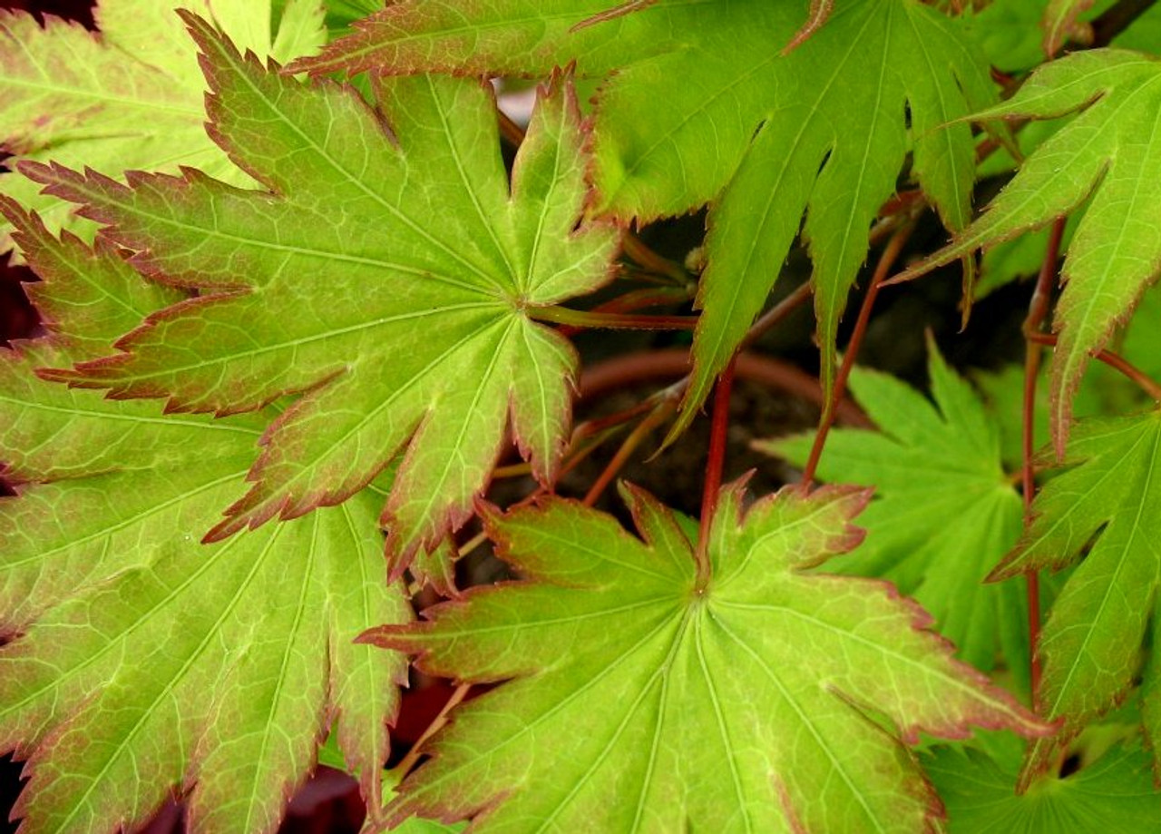 Acer Shirasawanum Palmatifolium Japanese Maple Kigi Nursery