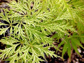Acer palmatum dissectum 'Filigree Lace' Cutleaf Japanese Maple - Kigi ...