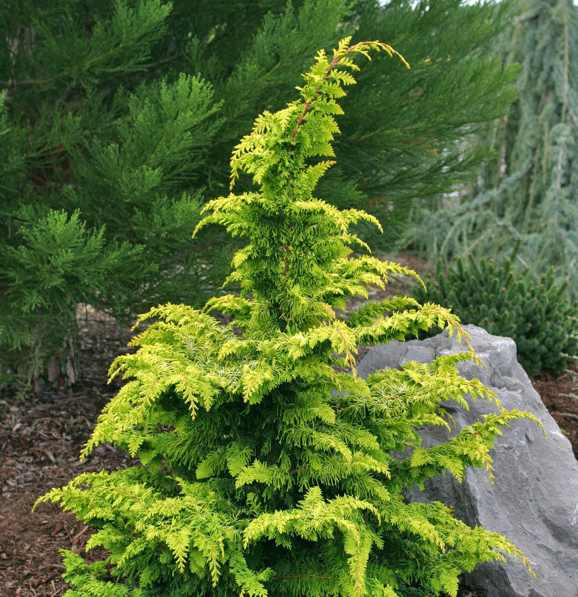 Chamaecyparis obtusa 'Fernspray Gold' Golden Hinoki Cypress Kigi Nursery