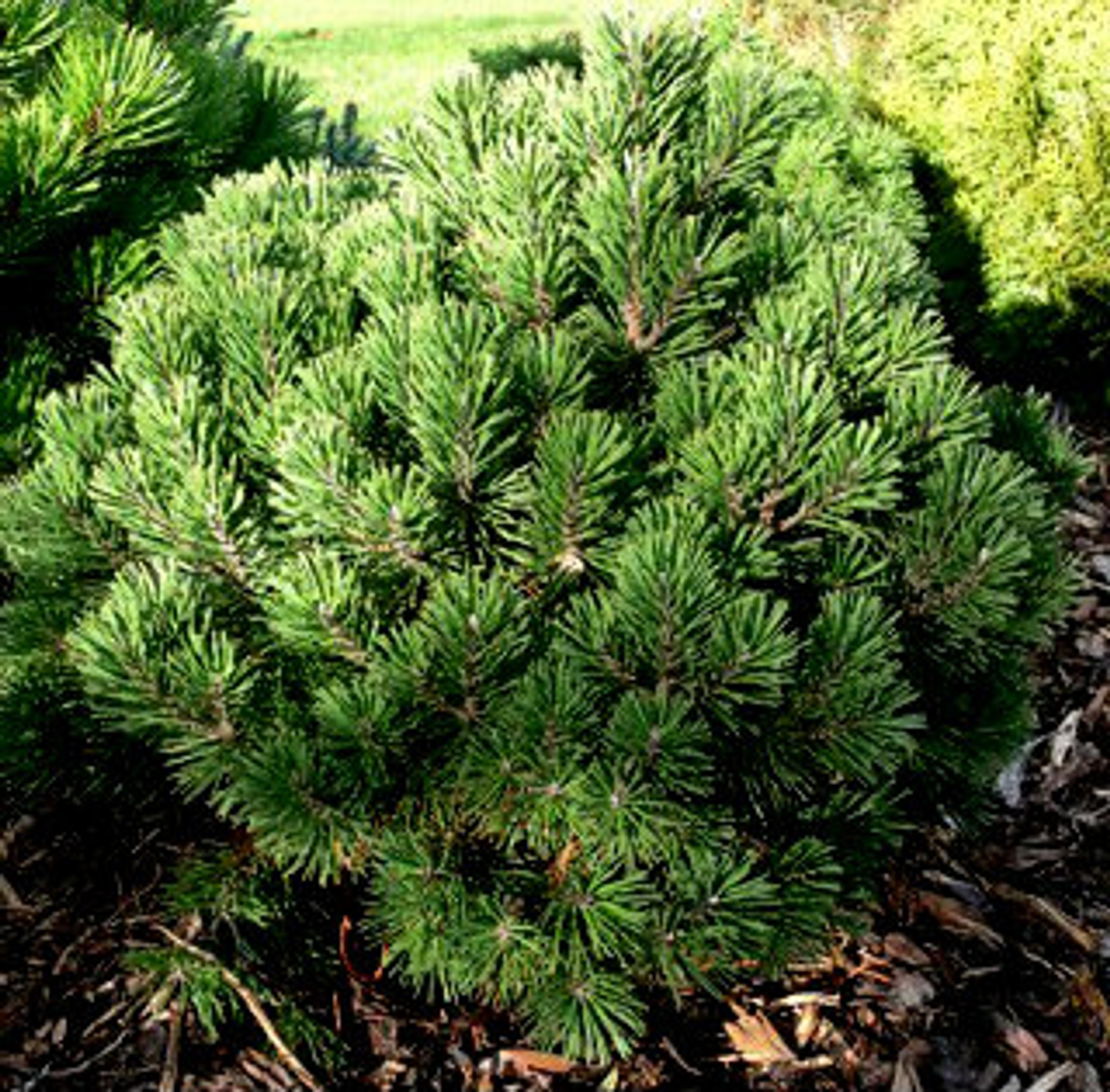 Pinus mugo 'Gnom' Dwarf Mugo Pine Kigi Nursery