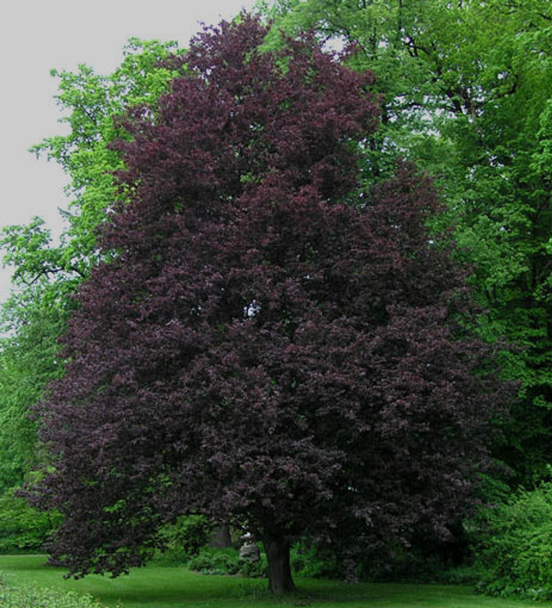 purple tree