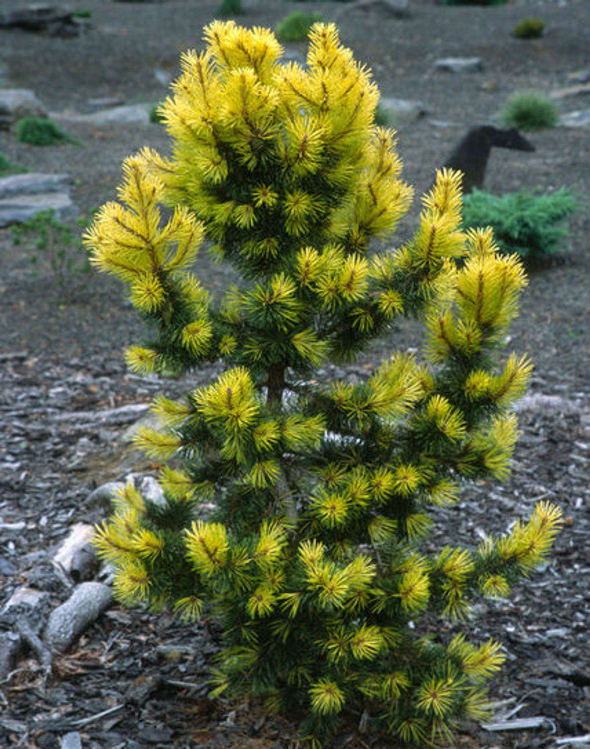 Pinus contorta ‘Taylor’s Sunburst’ Spring Golden Shore Pine - Kigi Nursery