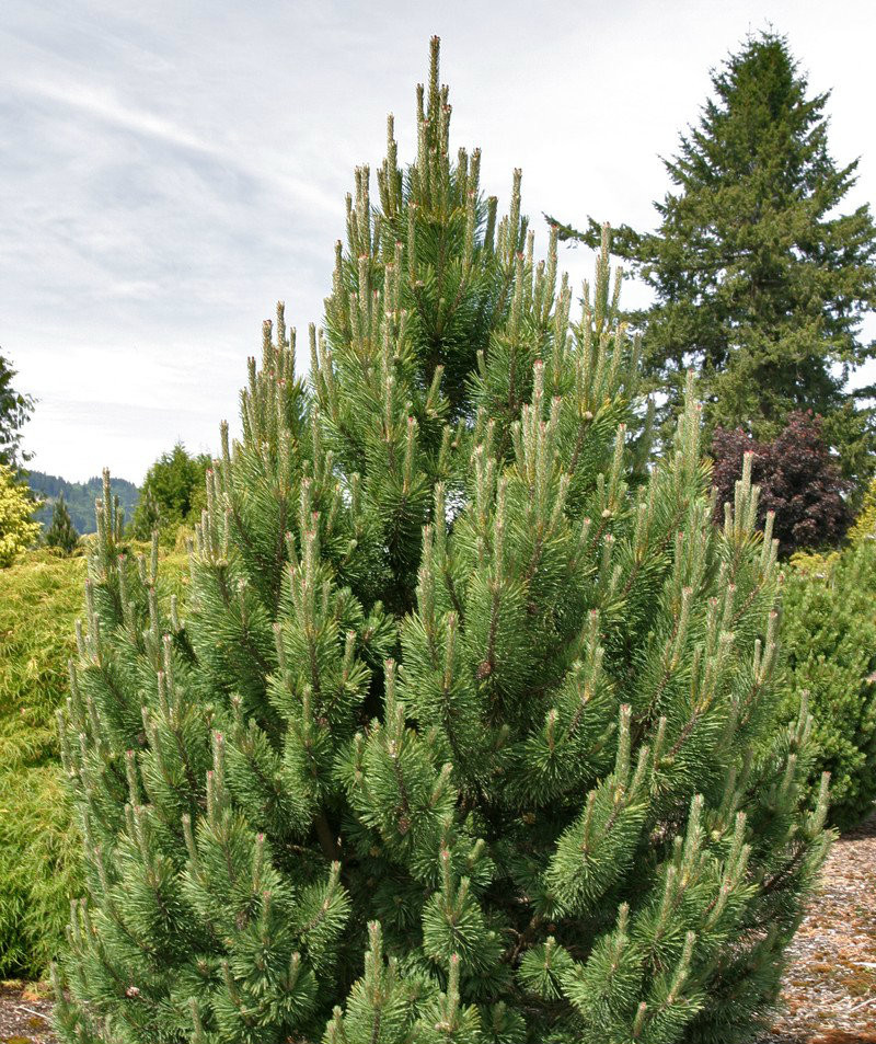 Pinus mugo 'Tannenbaum' Upright Mugo Pine - Kigi Nursery