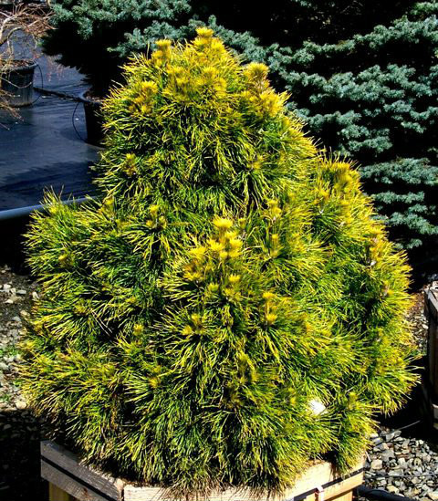 Pinus sylvestris 'Moseri' Dwarf Golden Scot's Pine Kigi Nursery