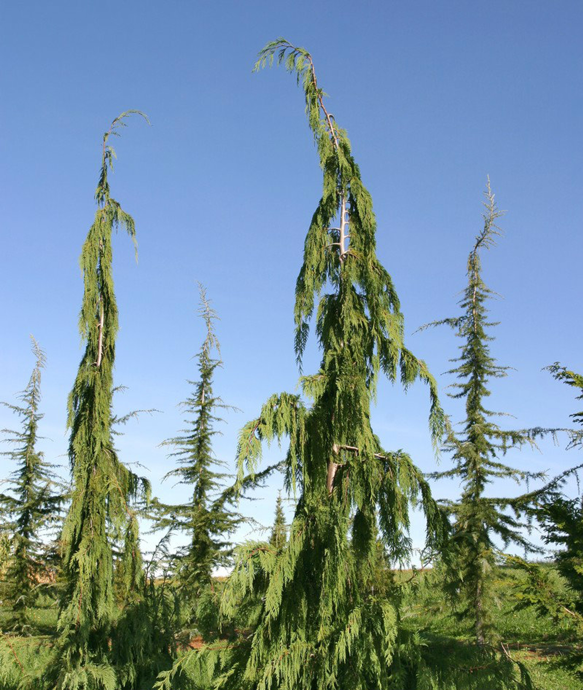 Chamaecyparis nootkatensis 'Jubilee' Narrow Alaska Cedar Kigi Nursery