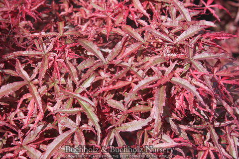 Acer palmatum 'Beni komachi' Dwarf Japanese Maple Tree - Kigi Nursery