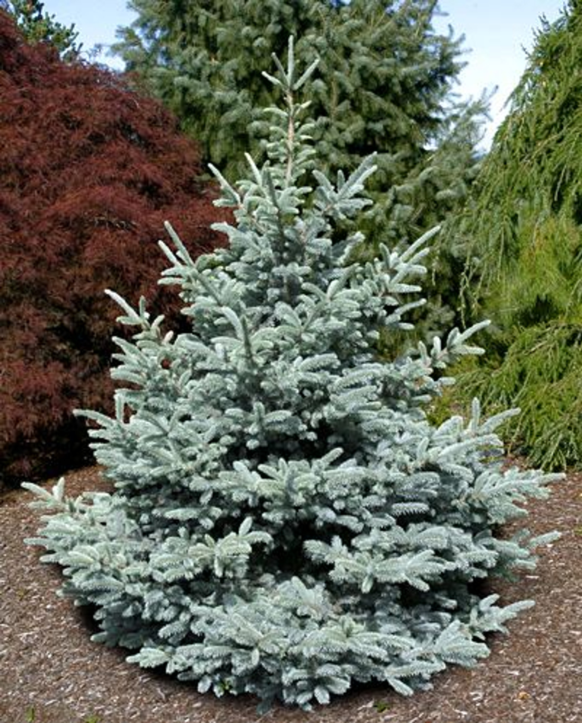 Picea Pungens Bonny Blue Colorado Blue Spruce Kigi Nursery 