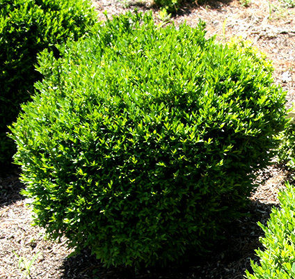 Buxus sinica var. insularis 'Justin Brouwers' Dwarf Korean Boxwood