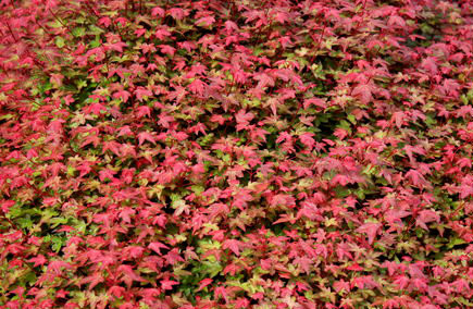 Acer palmatum 'Beni hime' Dwarf Red Japanese Maple Tree Kigi Nursery