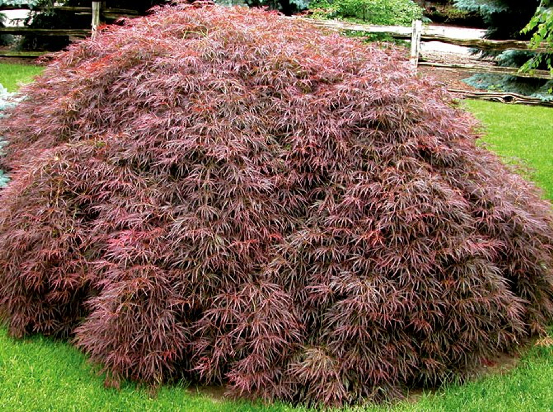 crimson queen japanese maple green leaves