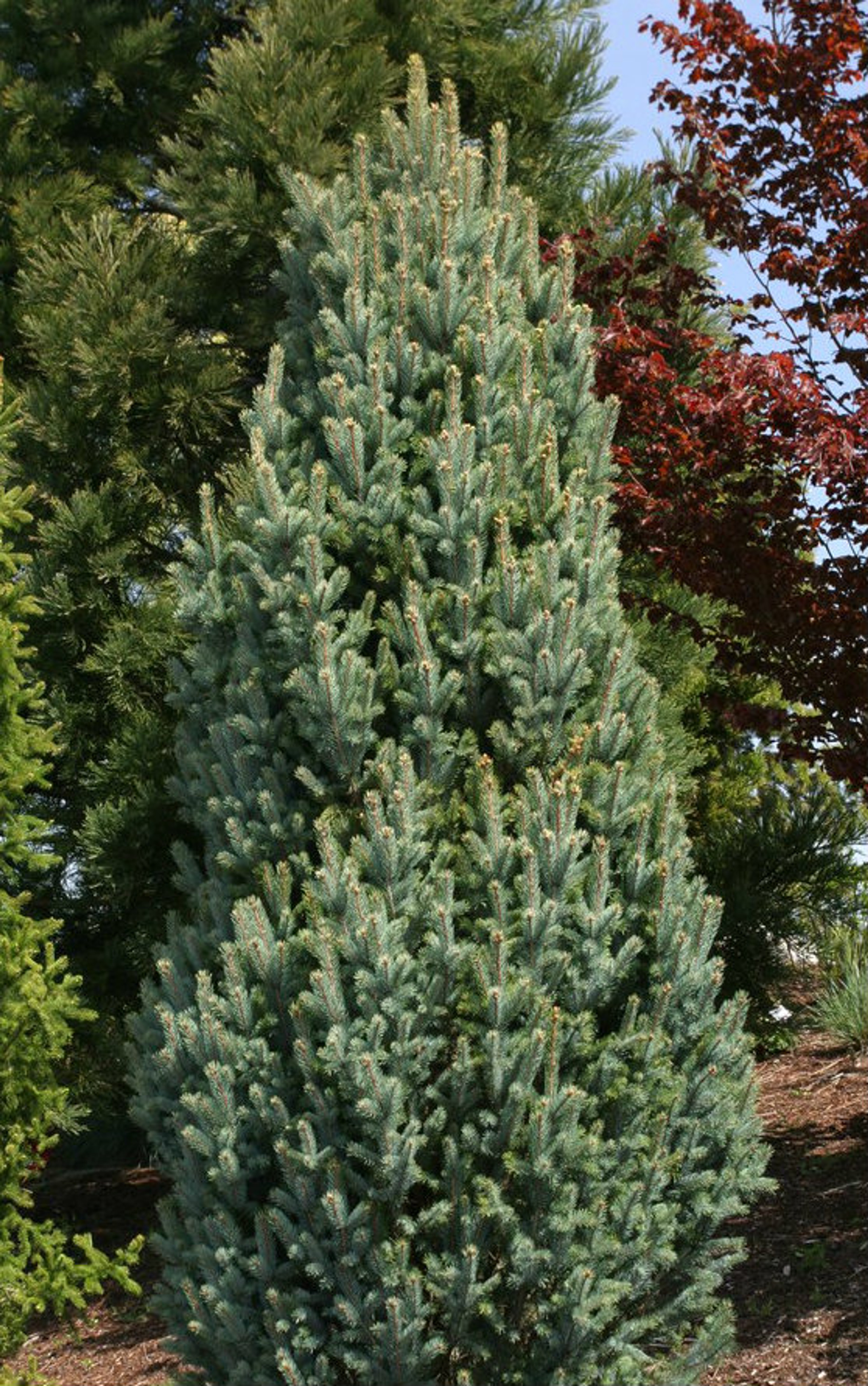 picea-pungens-fastigiata-narrow-colorado-blue-spruce-kigi-nursery