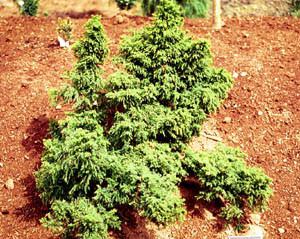 Cryptomeria japonica 'Tansu' Dwarf Japanese Cedar Kigi Nursery