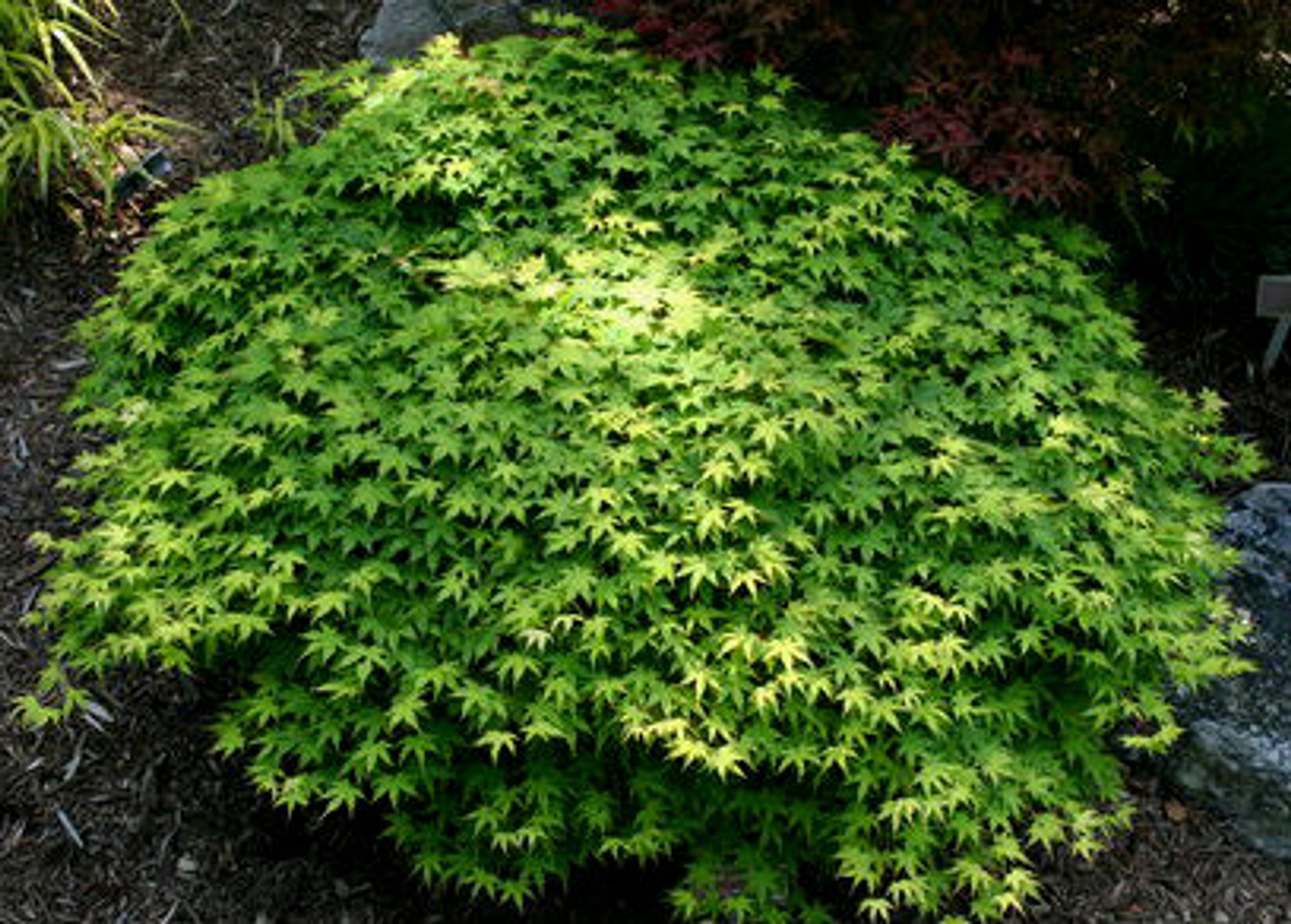 dwarf japanese maple zone 9