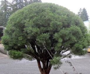Pinus densiflora 'Umbraculifera' Tanyosho Japanese Red Umbrella Pine ...