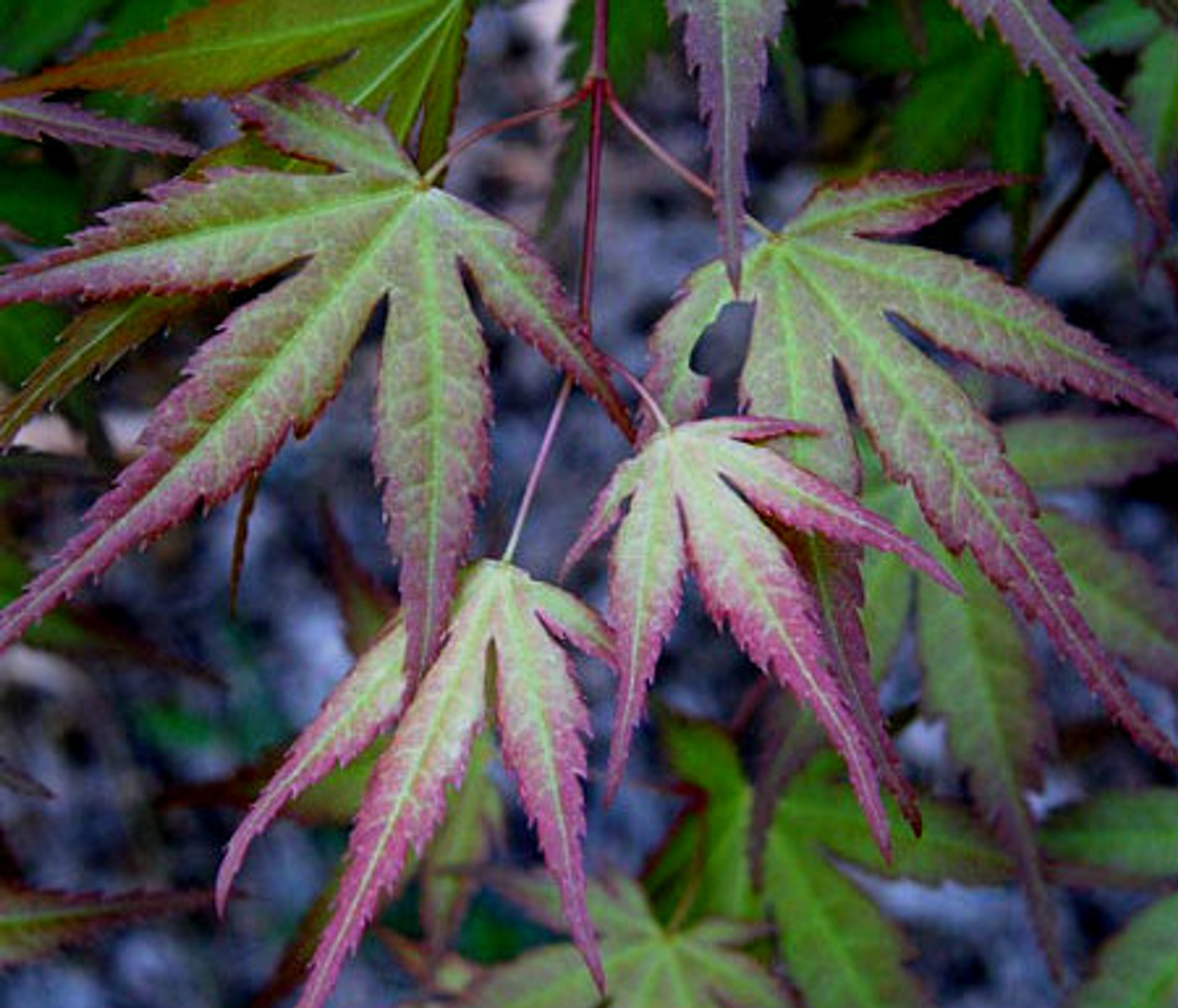 acer palmatum seedlings