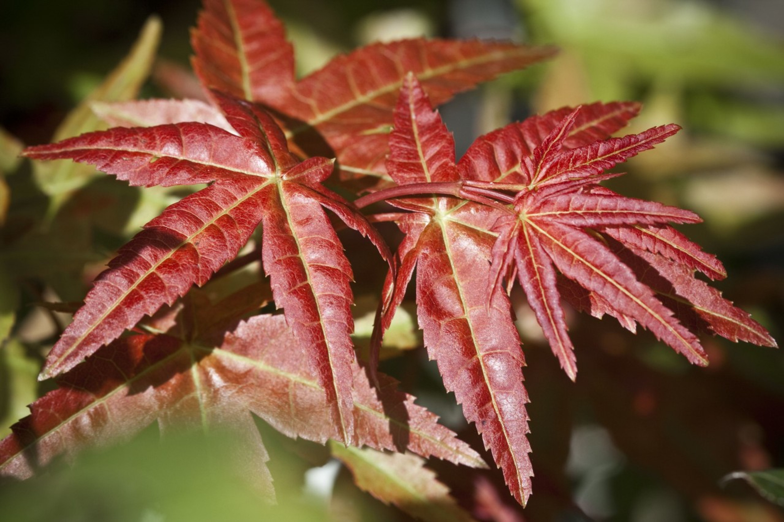 acer palmatum seedlings