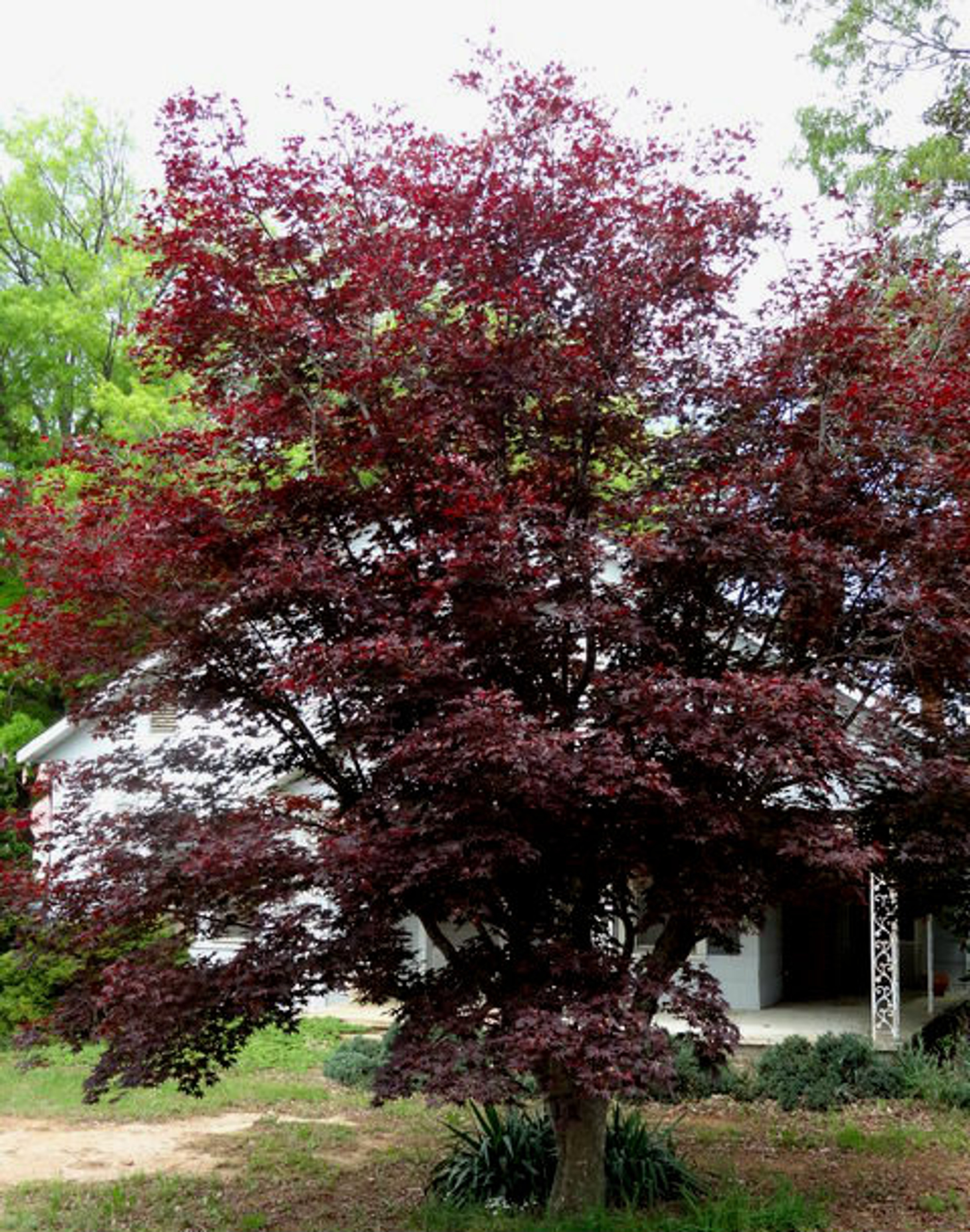 italy red japanese maple