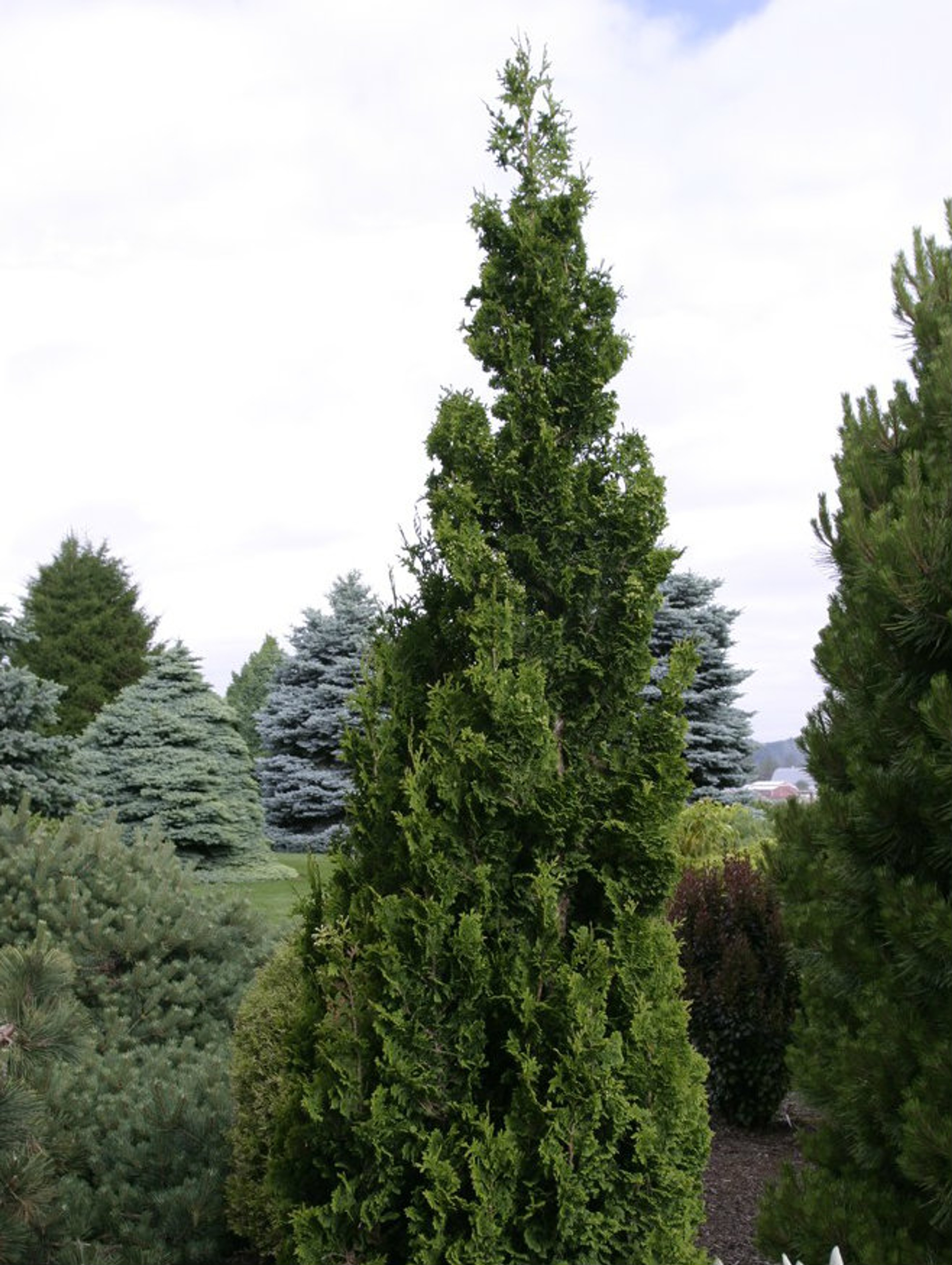 Thuja Occidentalis Zmatlik Narrow Upright American Arborvitae Kigi