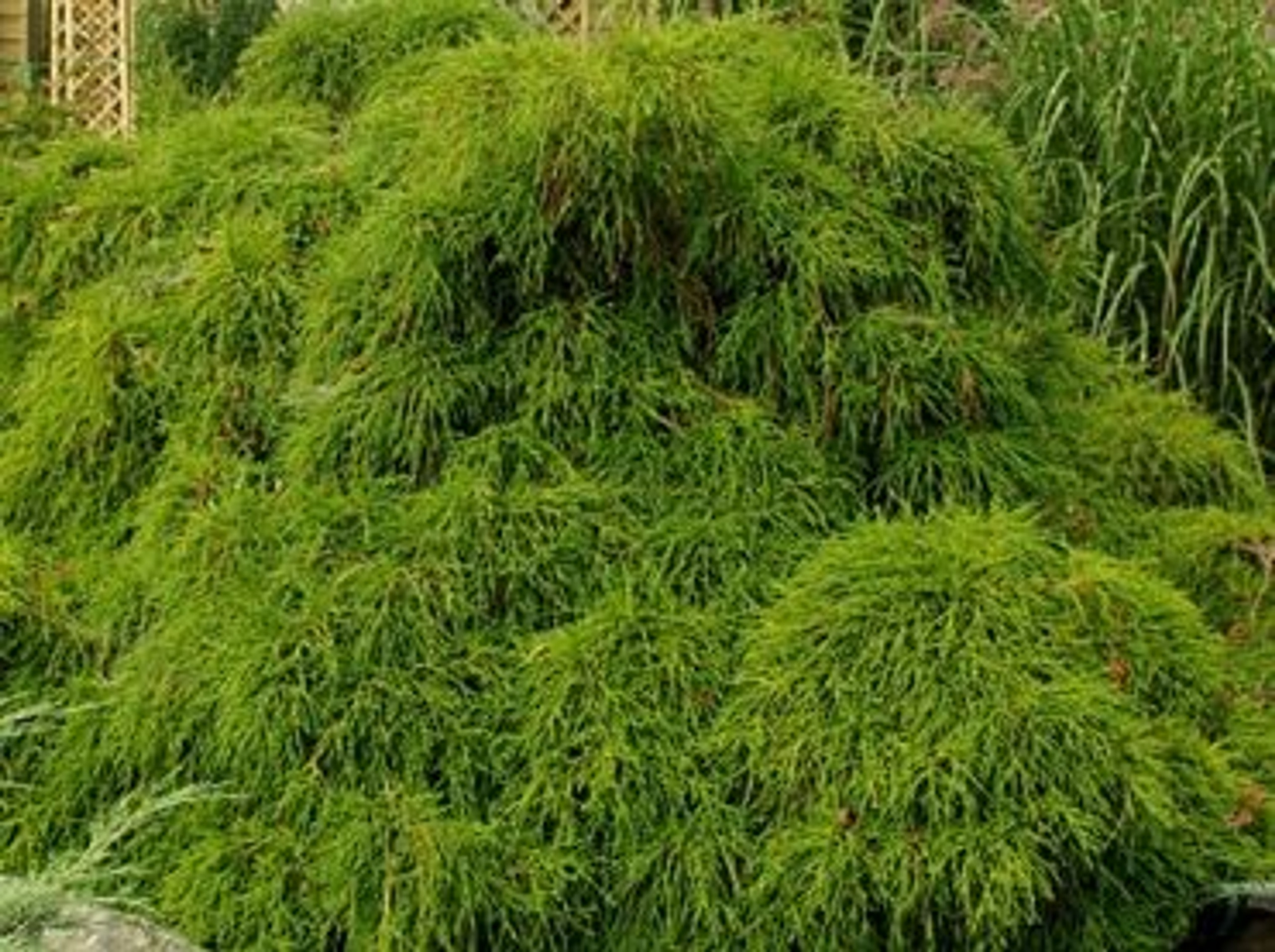 Chamaecyparis pisifera 'Filifera' Dwarf False Cypress Kigi Nursery