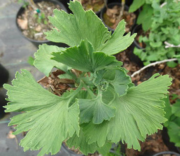 Ginkgo biloba 'Jagged Jade' Maidenhair Tree Kigi Nursery