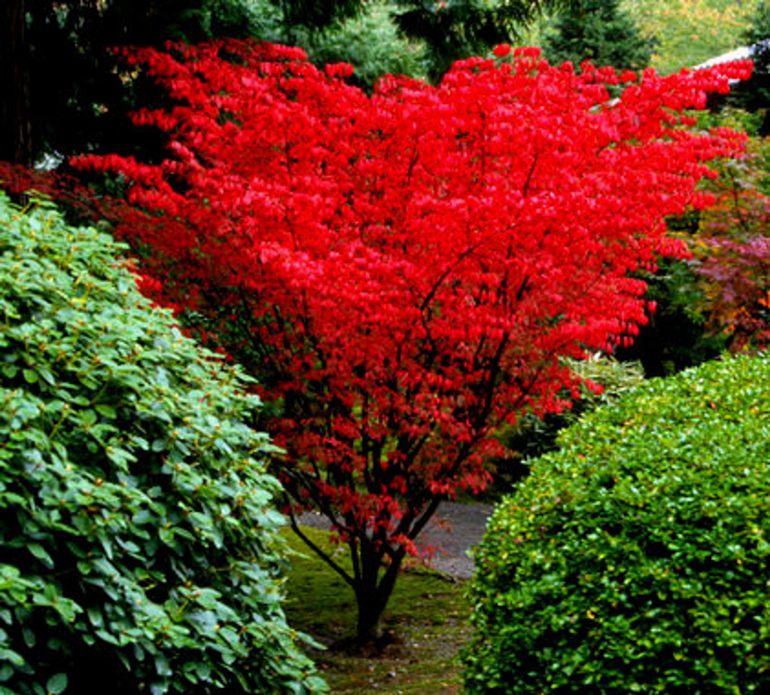 bright red japanese maple