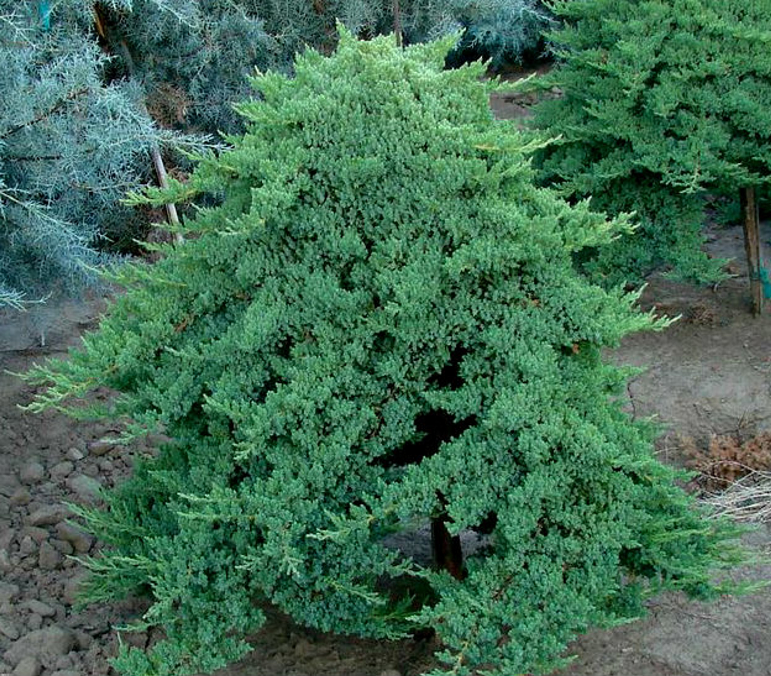 Juniperus procumbens 'Nana' Dwarf Japanese Garden Juniper - Kigi Nursery