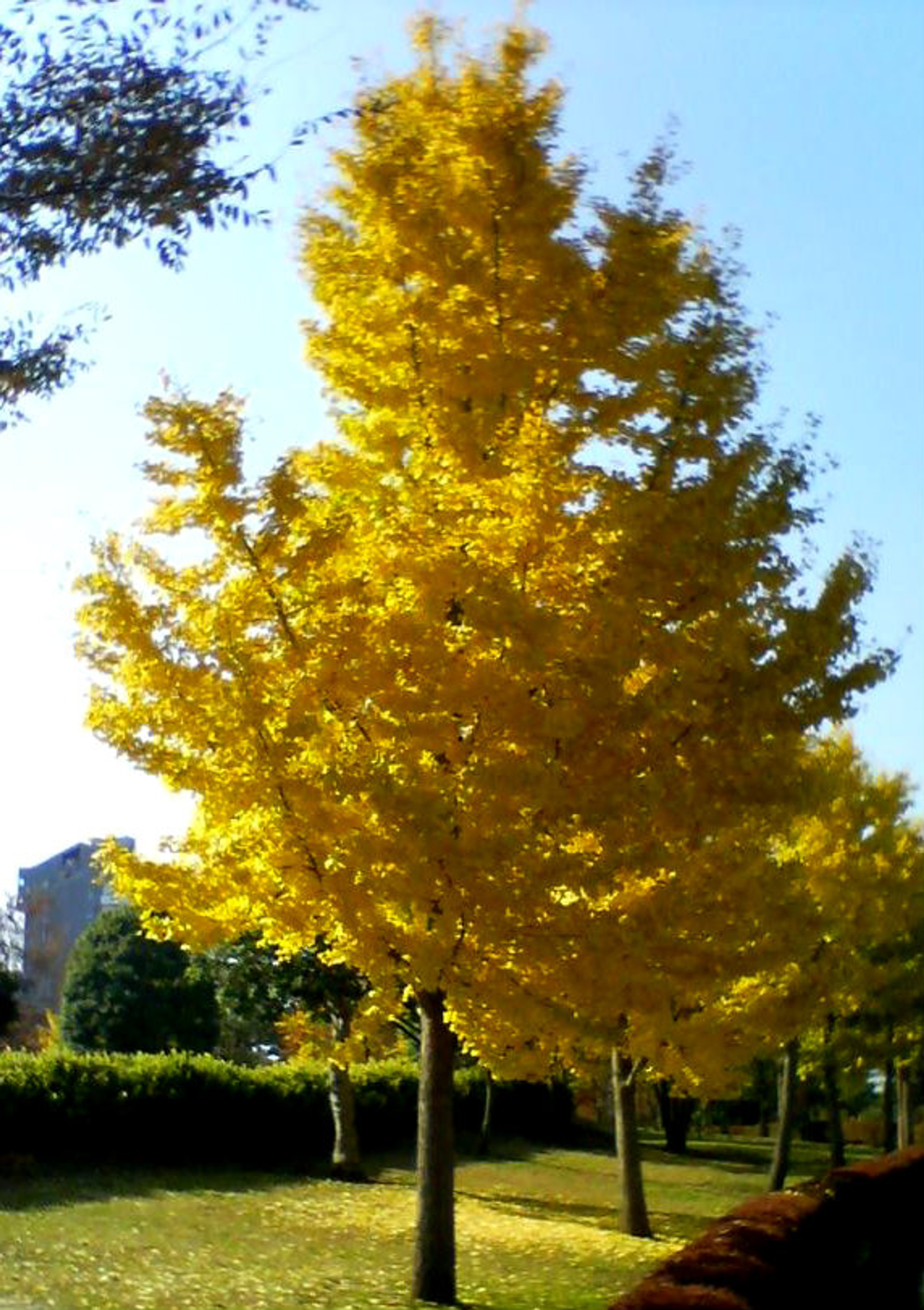 princeton sentry ginkgo