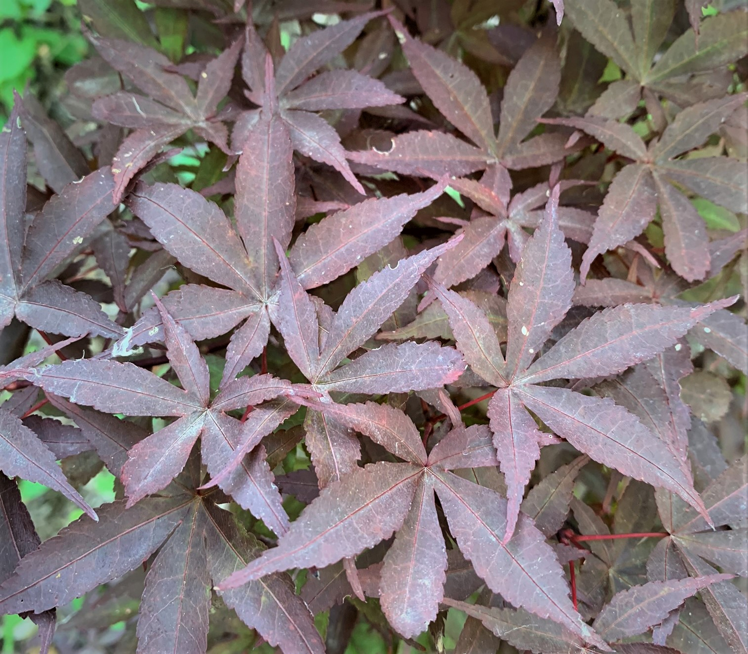 little red dwarf japanese maple