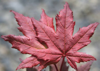 Acer Circinatum Burgundy Jewel Red Leaf Vine Maple Kigi Nursery
