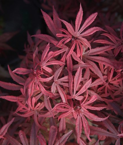 Acer palmatum 'Kandy Kitchen' Dwarf Japanese Maple Kigi Nursery