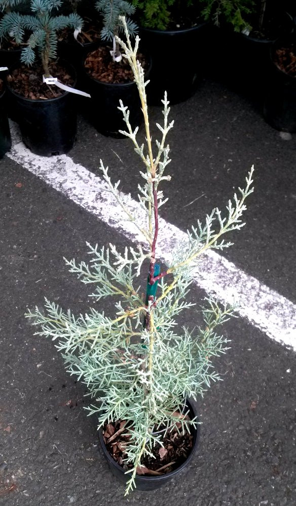Cupressus glabra 'Blue Ice' Arizona Cypress Kigi Nursery